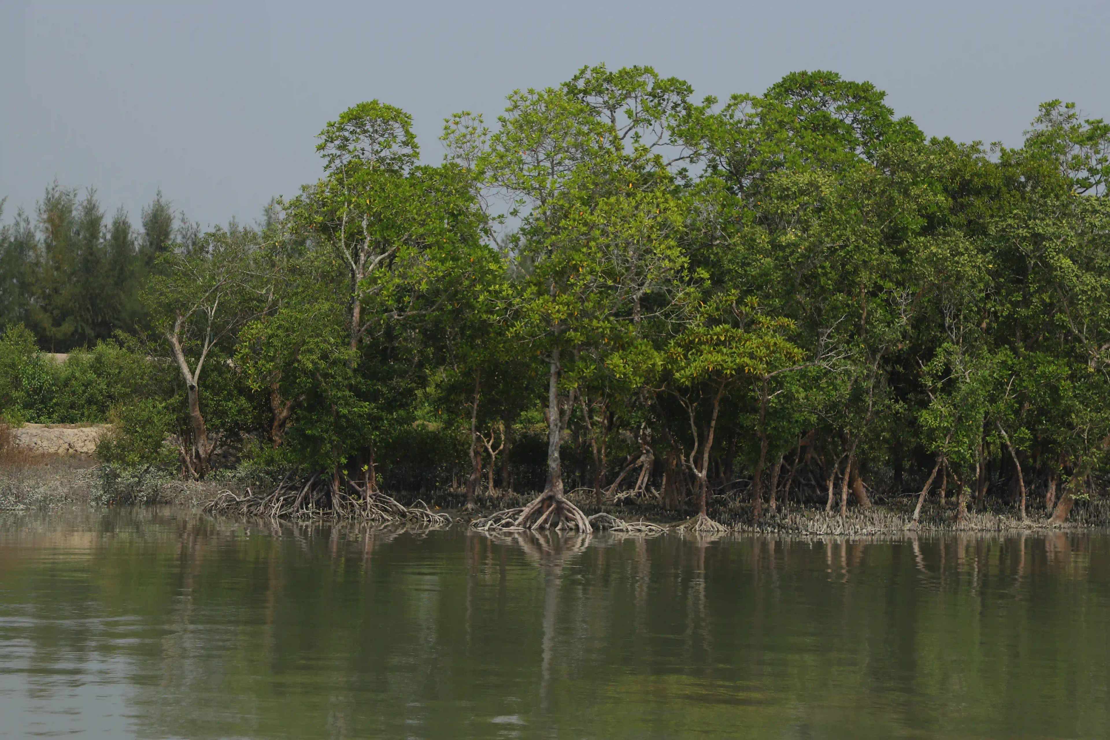 Reforesting and Restoring the Sundarbans Mangroves
