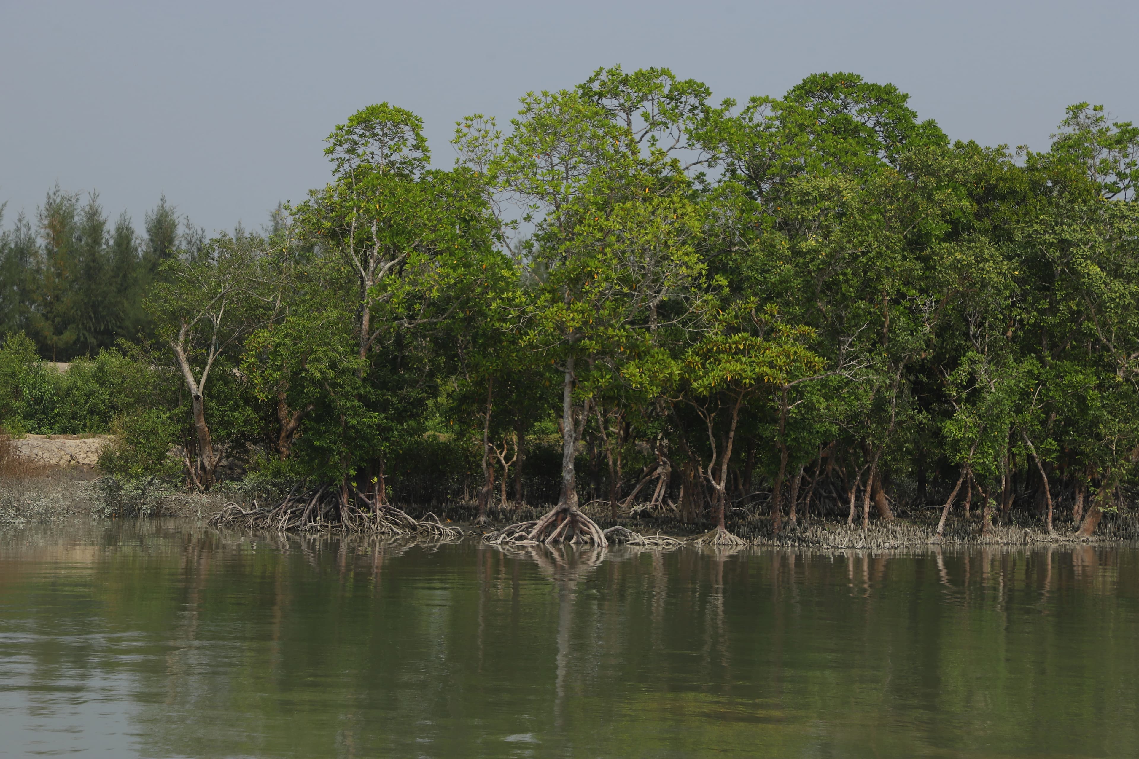 Reforesting and Restoring the Sundarbans Mangroves